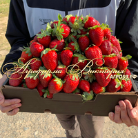 Клубника японской селекции «МИОККА» (НАШ ШОК И ВОСТОРГ В 2024 ГОДУ!!!) Клубника японской селекции «МИОККА» (НАШ ШОК И ВОСТОРГ В 2024 ГОДУ!!!)