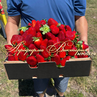 Клубника японской селекции «АВАЮКИ» (НАШ ШОК И ВОСТОРГ В 2024 ГОДУ!!!) Клубника японской селекции «АВАЮКИ» (НАШ ШОК И ВОСТОРГ В 2024 ГОДУ!!!)