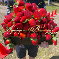 Клубника японской селекции «КАРАМЕКИ» (НАШ ШОК И ВОСТОРГ В 2024 ГОДУ!!!) Клубника японской селекции «КАРАМЕКИ» (НАШ ШОК И ВОСТОРГ В 2024 ГОДУ!!!)