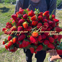 Клубника японской селекции «БЕНИХОП» (НАШ ШОК И ВОСТОРГ В 2024 ГОДУ!!!) Клубника японской селекции «БЕНИХОП» (НАШ ШОК И ВОСТОРГ В 2024 ГОДУ!!!)