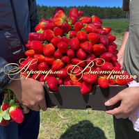 Клубника японской селекции «ИКИГАЙ» (НАШ ШОК И ВОСТОРГ В 2024 ГОДУ!!!) Клубника японской селекции «ИКИГАЙ» (НАШ ШОК И ВОСТОРГ В 2024 ГОДУ!!!)