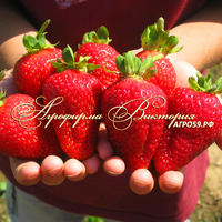 Клубника КРАПО 10 (КРУПНОМЕР! ОГРОМНЫЙ КУСТ, УРОЖАЙ В ГОД ПОСАДКИ) Клубника КРАПО 10 (КРУПНОМЕР! ОГРОМНЫЙ КУСТ, УРОЖАЙ В ГОД ПОСАДКИ)