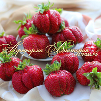 Клубника НАГАОКО (КРУПНОМЕР! ОГРОМНЫЙ КУСТ, УРОЖАЙ В ГОД ПОСАДКИ) Клубника НАГАОКО (КРУПНОМЕР! ОГРОМНЫЙ КУСТ, УРОЖАЙ В ГОД ПОСАДКИ)