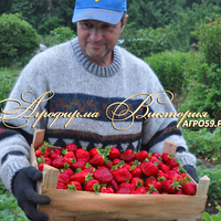 Клубника ГАРДА (КРУПНОМЕР! ОГРОМНЫЙ КУСТ, УРОЖАЙ В ГОД ПОСАДКИ) Клубника ГАРДА (КРУПНОМЕР! ОГРОМНЫЙ КУСТ, УРОЖАЙ В ГОД ПОСАДКИ)