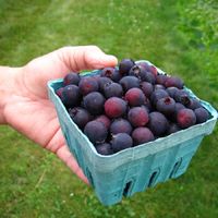 Ирга ольхолистная МЕДОВАЯ (Россия) Ирга ольхолистная МЕДОВАЯ (Россия)