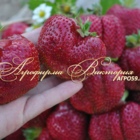 Клубника ЦУНАКИ (КРУПНОМЕР! ОГРОМНЫЙ КУСТ, УРОЖАЙ В ГОД ПОСАДКИ) Клубника ЦУНАКИ (КРУПНОМЕР! ОГРОМНЫЙ КУСТ, УРОЖАЙ В ГОД ПОСАДКИ)