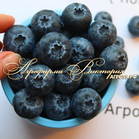 Голубика ГУРОН ("Huron", США) (КРУПНОМЕР! ОГРОМНЫЙ КУСТ, В ПЛОДОНОШЕНИЕ ВСТУПАЕТ НА СЛЕДУЮЩИЙ ГОД ПОСЛЕ ПОСАДКИ Голубика ГУРОН ("Huron", США) (КРУПНОМЕР! ОГРОМНЫЙ КУСТ, В ПЛОДОНОШЕНИЕ ВСТУПАЕТ НА СЛЕДУЮЩИЙ ГОД ПОСЛЕ ПОСАДКИ