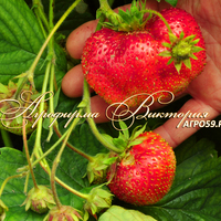 Клубника КОМРАД (КРУПНОМЕР! ОГРОМНЫЙ КУСТ, УРОЖАЙ В ГОД ПОСАДКИ) Клубника КОМРАД (КРУПНОМЕР! ОГРОМНЫЙ КУСТ, УРОЖАЙ В ГОД ПОСАДКИ)