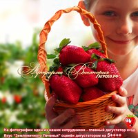 Клубника "ЗЕМЛЯНИЧНОЕ ПЕЧЕНЬЕ" (КРУПНОМЕР! ОГРОМНЫЙ КУСТ, УРОЖАЙ В ГОД ПОСАДКИ) Клубника "ЗЕМЛЯНИЧНОЕ ПЕЧЕНЬЕ" (КРУПНОМЕР! ОГРОМНЫЙ КУСТ, УРОЖАЙ В ГОД ПОСАДКИ)