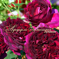 Роза "ФАЛЬСТАФ" ("Falstaff", English Rose, David Austin, 1999) (САЖЕНЦЫ РОЗ ЧАЩЕ ВСЕГО ОТПРАВЛЯЕМ УЖЕ С БУТОНАМИ ИЛИ ЦВЕТУЩИМИ) Роза "ФАЛЬСТАФ" ("Falstaff", English Rose, David Austin, 1999) (САЖЕНЦЫ РОЗ ЧАЩЕ ВСЕГО ОТПРАВЛЯЕМ УЖЕ С БУТОНАМИ ИЛИ ЦВЕТУЩИМИ)