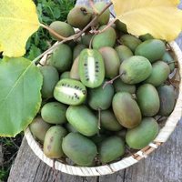 Актинидия коломикта ("УРАЛЬСКОЕ КИВИ") "КОНФЕТНОЕ КИВИ" Актинидия коломикта ("УРАЛЬСКОЕ КИВИ") "КОНФЕТНОЕ КИВИ"