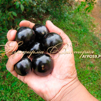 Смородина ГЛОБУС (КРУПНОМЕР! ОГРОМНЫЙ КУСТ, УРОЖАЙ В ГОД ПОСАДКИ) Смородина ГЛОБУС (КРУПНОМЕР! ОГРОМНЫЙ КУСТ, УРОЖАЙ В ГОД ПОСАДКИ)