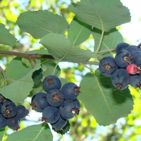 Ирга ольхолистная КРАСНОЯРСКАЯ (Россия) Ирга ольхолистная КРАСНОЯРСКАЯ (Россия)