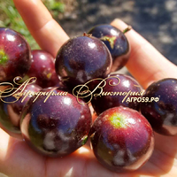 Смородина ЧЕРЕШНЕВАЯ (Украина) (КРУПНОМЕР! ОГРОМНЫЙ КУСТ, УРОЖАЙ В ГОД ПОСАДКИ) Смородина ЧЕРЕШНЕВАЯ (Украина) (КРУПНОМЕР! ОГРОМНЫЙ КУСТ, УРОЖАЙ В ГОД ПОСАДКИ)