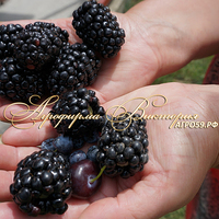 Ежевика КОЛАМБИЯ СТАР ("Columbia Star", "Колумбийская Звезда", США) (КРУПНОМЕР! ОГРОМНЫЙ КУСТ, УРОЖАЙ В ГОД ПОСАДКИ) Ежевика КОЛАМБИЯ СТАР ("Columbia Star", "Колумбийская Звезда", США) (КРУПНОМЕР! ОГРОМНЫЙ КУСТ, УРОЖАЙ В ГОД ПОСАДКИ)