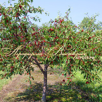 Вишня ШПАНКА (Россия) (КРУПНОМЕР! КРУПНОЕ, МОЩНОЕ ДЕРЕВО, ЦВЕТЁТ В ГОД ПОСАДКИ, ЧАСТО И ПЛОДОНОСИТ В ГОД ПОСАДКИ!) Вишня ШПАНКА (Россия) (КРУПНОМЕР! КРУПНОЕ, МОЩНОЕ ДЕРЕВО, ЦВЕТЁТ В ГОД ПОСАДКИ, ЧАСТО И ПЛОДОНОСИТ В ГОД ПОСАДКИ!)