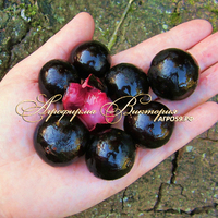 Смородина ЧЕРНЫЙ АИСТ (КРУПНОМЕР! ОГРОМНЫЙ КУСТ, УРОЖАЙ В ГОД ПОСАДКИ) Смородина ЧЕРНЫЙ АИСТ (КРУПНОМЕР! ОГРОМНЫЙ КУСТ, УРОЖАЙ В ГОД ПОСАДКИ)