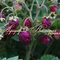 Земклуника ЦУКАТ МУСКАТНЫЙ (КРУПНОМЕР! ОГРОМНЫЙ КУСТ, УРОЖАЙ В ГОД ПОСАДКИ) Земклуника ЦУКАТ МУСКАТНЫЙ (КРУПНОМЕР! ОГРОМНЫЙ КУСТ, УРОЖАЙ В ГОД ПОСАДКИ)