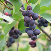 Ирга ольхолинстная ХОНИВУД ("Honeywood", Канада) Ирга ольхолинстная ХОНИВУД ("Honeywood", Канада)