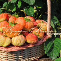 Клубника АНАНАСНАЯ (КРУПНОМЕР! ОГРОМНЫЙ КУСТ, УРОЖАЙ В ГОД ПОСАДКИ) Клубника АНАНАСНАЯ (КРУПНОМЕР! ОГРОМНЫЙ КУСТ, УРОЖАЙ В ГОД ПОСАДКИ)