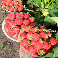 Клубника ЛОРД (КРУПНОМЕР! ОГРОМНЫЙ КУСТ, УРОЖАЙ В ГОД ПОСАДКИ) Клубника ЛОРД (КРУПНОМЕР! ОГРОМНЫЙ КУСТ, УРОЖАЙ В ГОД ПОСАДКИ)