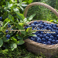 Голубика БЛЮГОЛД ("Bluegold", США) (КРУПНОМЕР! ОГРОМНЫЙ КУСТ, В ПЛОДОНОШЕНИЕ ВСТУПАЕТ НА СЛЕДУЮЩИЙ ГОД ПОСЛЕ ПОСАДКИ Голубика БЛЮГОЛД ("Bluegold", США) (КРУПНОМЕР! ОГРОМНЫЙ КУСТ, В ПЛОДОНОШЕНИЕ ВСТУПАЕТ НА СЛЕДУЮЩИЙ ГОД ПОСЛЕ ПОСАДКИ