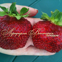 Клубника КАМА (КРУПНОМЕР! ОГРОМНЫЙ КУСТ, УРОЖАЙ В ГОД ПОСАДКИ) Клубника КАМА (КРУПНОМЕР! ОГРОМНЫЙ КУСТ, УРОЖАЙ В ГОД ПОСАДКИ)