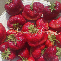 Клубника КИСС НЕЛЛИС (КРУПНОМЕР! ОГРОМНЫЙ КУСТ, УРОЖАЙ В ГОД ПОСАДКИ) Клубника КИСС НЕЛЛИС (КРУПНОМЕР! ОГРОМНЫЙ КУСТ, УРОЖАЙ В ГОД ПОСАДКИ)