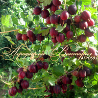 Крыжовник бесшипный ЗЕФИР ЗЕМЛЯНИЧНЫЙ (Россия, Челябинск) (КРУПНОМЕР! ОГРОМНЫЙ КУСТ, УРОЖАЙ В ГОД ПОСАДКИ) Крыжовник бесшипный ЗЕФИР ЗЕМЛЯНИЧНЫЙ (Россия, Челябинск) (КРУПНОМЕР! ОГРОМНЫЙ КУСТ, УРОЖАЙ В ГОД ПОСАДКИ)