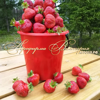 Клубника ПРИМЕЛЛА (КРУПНОМЕР! ОГРОМНЫЙ КУСТ, УРОЖАЙ В ГОД ПОСАДКИ) Клубника ПРИМЕЛЛА (КРУПНОМЕР! ОГРОМНЫЙ КУСТ, УРОЖАЙ В ГОД ПОСАДКИ)