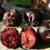 Арония сливолистная сорт ВИКИНГ ("Viking", Финляндия) Арония сливолистная сорт ВИКИНГ ("Viking", Финляндия)