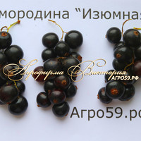 Смородина ИЗЮМНАЯ (Россия, Брянск) (КРУПНОМЕР! ОГРОМНЫЙ КУСТ, УРОЖАЙ В ГОД ПОСАДКИ) Смородина ИЗЮМНАЯ (Россия, Брянск) (КРУПНОМЕР! ОГРОМНЫЙ КУСТ, УРОЖАЙ В ГОД ПОСАДКИ)