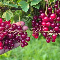 Смородина ГИГАНТА (КРУПНОМЕР! ОГРОМНЫЙ КУСТ, УРОЖАЙ В ГОД ПОСАДКИ) Смородина ГИГАНТА (КРУПНОМЕР! ОГРОМНЫЙ КУСТ, УРОЖАЙ В ГОД ПОСАДКИ)