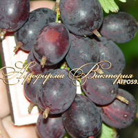 Крыжовник бесшипный ЧЕРНОСЛИВОВЫЙ (Россия, Мичуринск) (КРУПНОМЕР! ОГРОМНЫЙ КУСТ, УРОЖАЙ В ГОД ПОСАДКИ) Крыжовник бесшипный ЧЕРНОСЛИВОВЫЙ (Россия, Мичуринск) (КРУПНОМЕР! ОГРОМНЫЙ КУСТ, УРОЖАЙ В ГОД ПОСАДКИ)