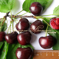 Вишня ЛЕНИНГРАДСКАЯ (Ленинградская Чёрная, Россия) (КРУПНОМЕР! КРУПНОЕ, МОЩНОЕ ДЕРЕВО, ЦВЕТЁТ В ГОД ПОСАДКИ, ЧАСТО И ПЛОДОНОСИТ В ГОД ПОСАДКИ!) Вишня ЛЕНИНГРАДСКАЯ (Ленинградская Чёрная, Россия) (КРУПНОМЕР! КРУПНОЕ, МОЩНОЕ ДЕРЕВО, ЦВЕТЁТ В ГОД ПОСАДКИ, ЧАСТО И ПЛОДОНОСИТ В ГОД ПОСАДКИ!)