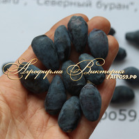 Жимолость БОРЕАЛ БЛИЗЗАРД ("BOREAL BLIZZARD" - "Северный Буран", Канада) (КРУПНОМЕР! ОГРОМНЫЙ КУСТ, УРОЖАЙ В ГОД ПОСАДКИ) Жимолость БОРЕАЛ БЛИЗЗАРД ("BOREAL BLIZZARD" - "Северный Буран", Канада) (КРУПНОМЕР! ОГРОМНЫЙ КУСТ, УРОЖАЙ В ГОД ПОСАДКИ)