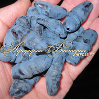 Жимолость АВРОРА ("Aurora", Канада) (КРУПНОМЕР! ОГРОМНЫЙ КУСТ, УРОЖАЙ В ГОД ПОСАДКИ) Жимолость АВРОРА ("Aurora", Канада) (КРУПНОМЕР! ОГРОМНЫЙ КУСТ, УРОЖАЙ В ГОД ПОСАДКИ)