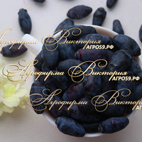 Жимолость БЛУ АЙС КРИМ ("Blue Ice Cream" - "Голубое Мороженое", Канада) (КРУПНОМЕР! ОГРОМНЫЙ КУСТ, УРОЖАЙ В ГОД ПОСАДКИ) Жимолость БЛУ АЙС КРИМ ("Blue Ice Cream" - "Голубое Мороженое", Канада) (КРУПНОМЕР! ОГРОМНЫЙ КУСТ, УРОЖАЙ В ГОД ПОСАДКИ)