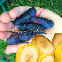 Жимолость БЛУ БАНАНА ("Blue Banana" -"Голубой Банан", Канада) (КРУПНОМЕР! ОГРОМНЫЙ КУСТ, УРОЖАЙ В ГОД ПОСАДКИ) Жимолость БЛУ БАНАНА ("Blue Banana" -"Голубой Банан", Канада) (КРУПНОМЕР! ОГРОМНЫЙ КУСТ, УРОЖАЙ В ГОД ПОСАДКИ)