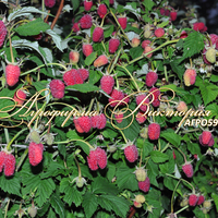 Малина ГОРДОСТЬ РОССИИ (Россия, Москва) (КРУПНОМЕР! ОГРОМНЫЙ КУСТ, УРОЖАЙ В ГОД ПОСАДКИ) Малина ГОРДОСТЬ РОССИИ (Россия, Москва) (КРУПНОМЕР! ОГРОМНЫЙ КУСТ, УРОЖАЙ В ГОД ПОСАДКИ)