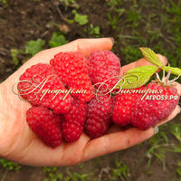 Малина КРАСА РОССИИ (Россия, Москва) (КРУПНОМЕР! ОГРОМНЫЙ КУСТ, УРОЖАЙ В ГОД ПОСАДКИ) Малина КРАСА РОССИИ (Россия, Москва) (КРУПНОМЕР! ОГРОМНЫЙ КУСТ, УРОЖАЙ В ГОД ПОСАДКИ)