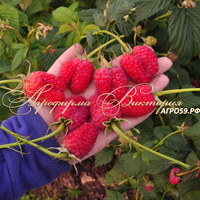 Малина МАРОСЕЙКА (Россия, Москва) (КРУПНОМЕР! ОГРОМНЫЙ КУСТ, УРОЖАЙ В ГОД ПОСАДКИ) Малина МАРОСЕЙКА (Россия, Москва) (КРУПНОМЕР! ОГРОМНЫЙ КУСТ, УРОЖАЙ В ГОД ПОСАДКИ)