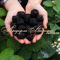 Ежевика ДЖАМБО ("Jumbo", "Гигантский", Франция) (КРУПНОМЕР! ОГРОМНЫЙ КУСТ, УРОЖАЙ В ГОД ПОСАДКИ) Ежевика ДЖАМБО ("Jumbo", "Гигантский", Франция) (КРУПНОМЕР! ОГРОМНЫЙ КУСТ, УРОЖАЙ В ГОД ПОСАДКИ)