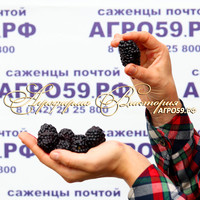 Ежевика ГАЙ ("Gaj", Польша) (КРУПНОМЕР! ОГРОМНЫЙ КУСТ, УРОЖАЙ В ГОД ПОСАДКИ) Ежевика ГАЙ ("Gaj", Польша) (КРУПНОМЕР! ОГРОМНЫЙ КУСТ, УРОЖАЙ В ГОД ПОСАДКИ)