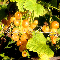 Смородина АНАНАСНАЯ (Россия, Барнаул) (КИСЛИНКИ НЕТ ВООБЩЕ! САМЫЕ СЛАДКИЕ СОРТА ОТБИРАЛИ ДЕСЯТИЛЕТИЯМИ!)(КРУПНОМЕР! ОГРОМНЫЙ КУСТ, УРОЖАЙ В ГОД ПОСАДКИ) Смородина АНАНАСНАЯ (Россия, Барнаул) (КИСЛИНКИ НЕТ ВООБЩЕ! САМЫЕ СЛАДКИЕ СОРТА ОТБИРАЛИ ДЕСЯТИЛЕТИЯМИ!)(КРУПНОМЕР! ОГРОМНЫЙ КУСТ, УРОЖАЙ В ГОД ПОСАДКИ)