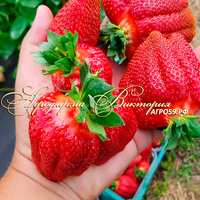 Клубника НЭНСИ (КРУПНОМЕР! ОГРОМНЫЙ КУСТ, УРОЖАЙ В ГОД ПОСАДКИ) Клубника НЭНСИ (КРУПНОМЕР! ОГРОМНЫЙ КУСТ, УРОЖАЙ В ГОД ПОСАДКИ)