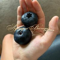 Голубика ЭВРИКА ("Eureka", Новая Зеландия) (КРУПНОМЕР! ОГРОМНЫЙ КУСТ, В ПЛОДОНОШЕНИЕ ВСТУПАЕТ НА СЛЕДУЮЩИЙ ГОД ПОСЛЕ ПОСАДКИ Голубика ЭВРИКА ("Eureka", Новая Зеландия) (КРУПНОМЕР! ОГРОМНЫЙ КУСТ, В ПЛОДОНОШЕНИЕ ВСТУПАЕТ НА СЛЕДУЮЩИЙ ГОД ПОСЛЕ ПОСАДКИ