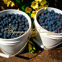 Голубика БОНУС ("Bonus", США) (КРУПНОМЕР! ОГРОМНЫЙ КУСТ, В ПЛОДОНОШЕНИЕ ВСТУПАЕТ НА СЛЕДУЮЩИЙ ГОД ПОСЛЕ ПОСАДКИ Голубика БОНУС ("Bonus", США) (КРУПНОМЕР! ОГРОМНЫЙ КУСТ, В ПЛОДОНОШЕНИЕ ВСТУПАЕТ НА СЛЕДУЮЩИЙ ГОД ПОСЛЕ ПОСАДКИ