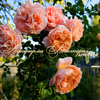 Роза "ABRAHAM DARBY" ("Абрахам Дерби", "Abraham Darby", English Rose, David Austin, 1985) (САЖЕНЦЫ РОЗ ЧАЩЕ ВСЕГО ОТПРАВЛЯЕМ УЖЕ С БУТОНАМИ ИЛИ ЦВЕТУЩИМИ) Роза "ABRAHAM DARBY" ("Абрахам Дерби", "Abraham Darby", English Rose, David Austin, 1985) (САЖЕНЦЫ РОЗ ЧАЩЕ ВСЕГО ОТПРАВЛЯЕМ УЖЕ С БУТОНАМИ ИЛИ ЦВЕТУЩИМИ)