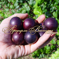 Смородина ДОБРЫЙ ДЖИН (КРУПНОМЕР! ОГРОМНЫЙ КУСТ, УРОЖАЙ В ГОД ПОСАДКИ) Смородина ДОБРЫЙ ДЖИН (КРУПНОМЕР! ОГРОМНЫЙ КУСТ, УРОЖАЙ В ГОД ПОСАДКИ)